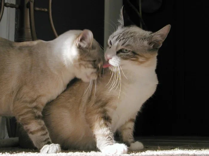 20 трогательных фото о любви и нежности в мире кошек