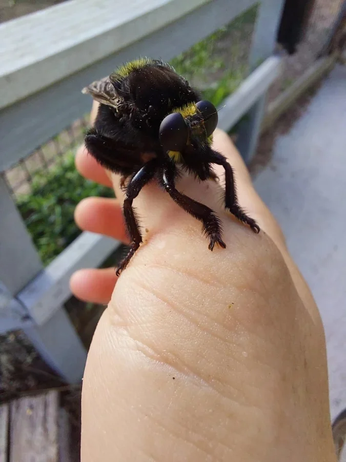 Не бойтесь их взгляда: удивительная красота безобидных насекомых