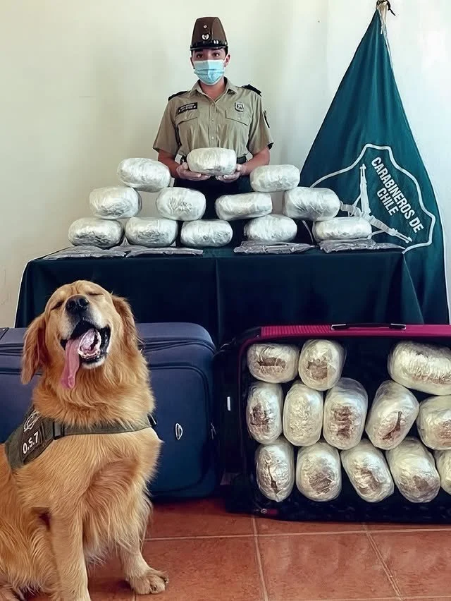 Полицейские собаки хвастаются своими находками на фото