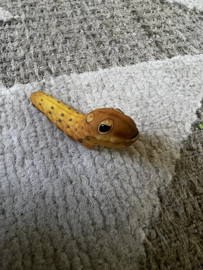 Не бойтесь их взгляда: удивительная красота безобидных насекомых