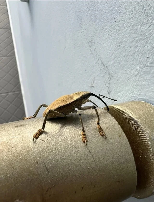 Не бойтесь их взгляда: удивительная красота безобидных насекомых