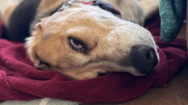 Загадочные оптические иллюзии: фото, которые обманывают ваш мозг