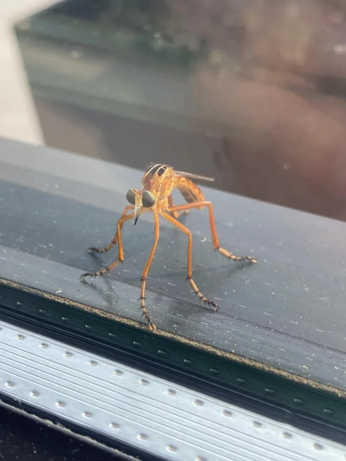 Не бойтесь их взгляда: удивительная красота безобидных насекомых