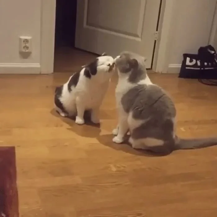 20 трогательных фото о любви и нежности в мире кошек