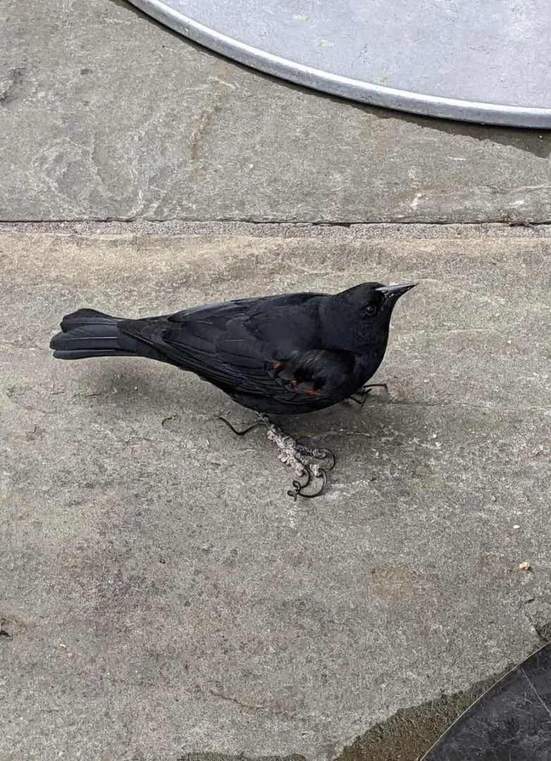 Необычные вещи, которые можно найти вокруг себя