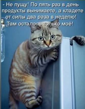 История кота Гарика: первая любовь и дачные приключения Как кот Гарик открыл для себя любовь и стал героем дачного посёлка