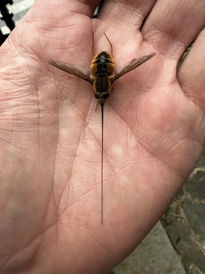 Не бойтесь их взгляда: удивительная красота безобидных насекомых