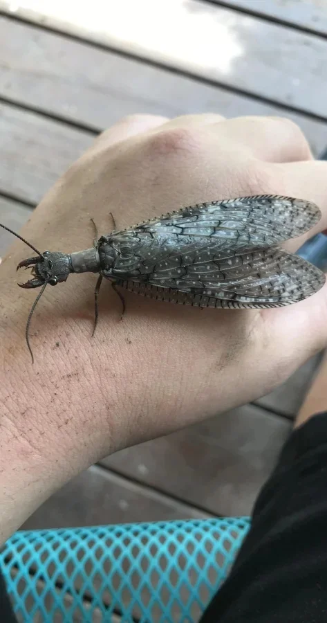 Не бойтесь их взгляда: удивительная красота безобидных насекомых