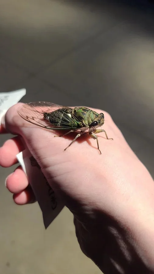 Не бойтесь их взгляда: удивительная красота безобидных насекомых