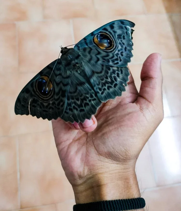 Не бойтесь их взгляда: удивительная красота безобидных насекомых