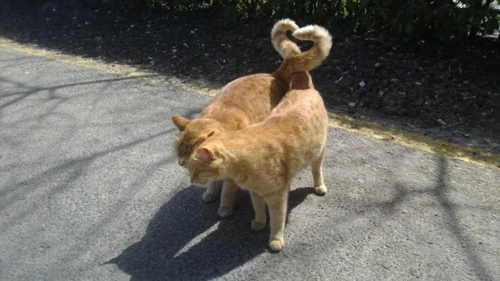 20 трогательных фото о любви и нежности в мире кошек