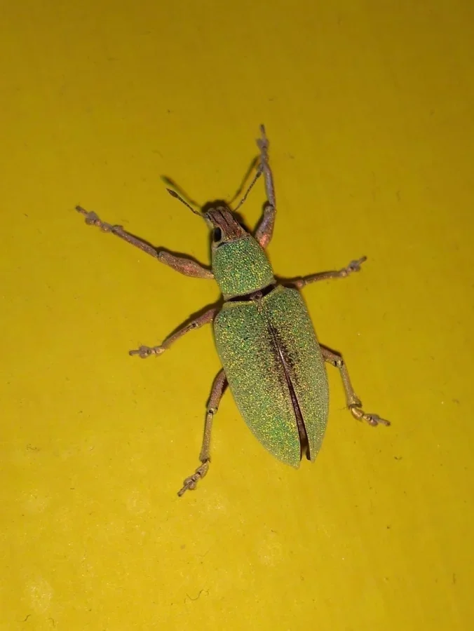 Не бойтесь их взгляда: удивительная красота безобидных насекомых