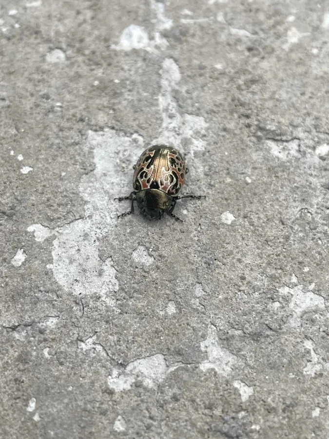 Не бойтесь их взгляда: удивительная красота безобидных насекомых