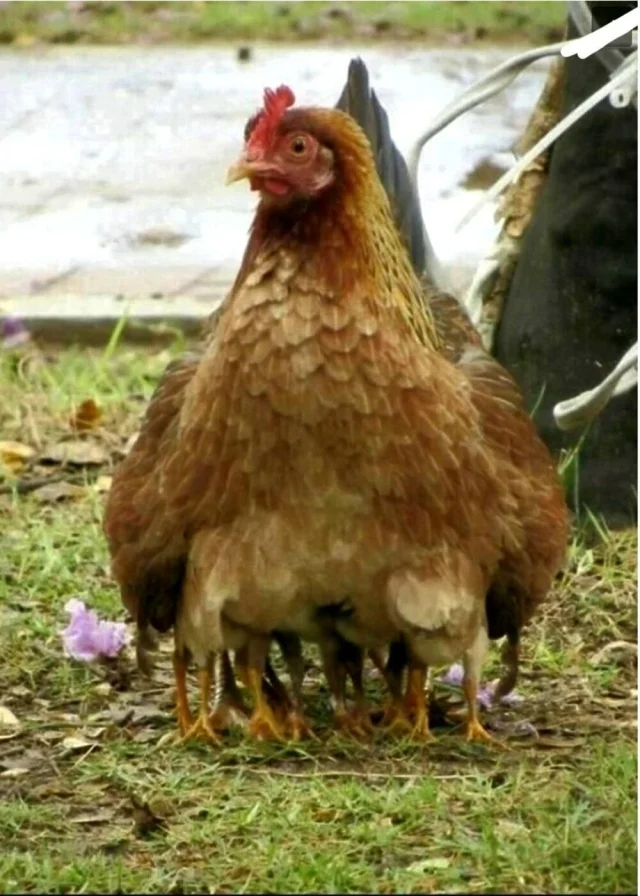 Загадочные оптические иллюзии: фото, которые обманывают ваш мозг