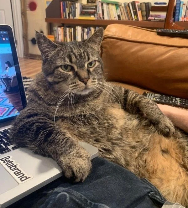 Кошачья терапия: фото, которые мгновенно улучшат настроение