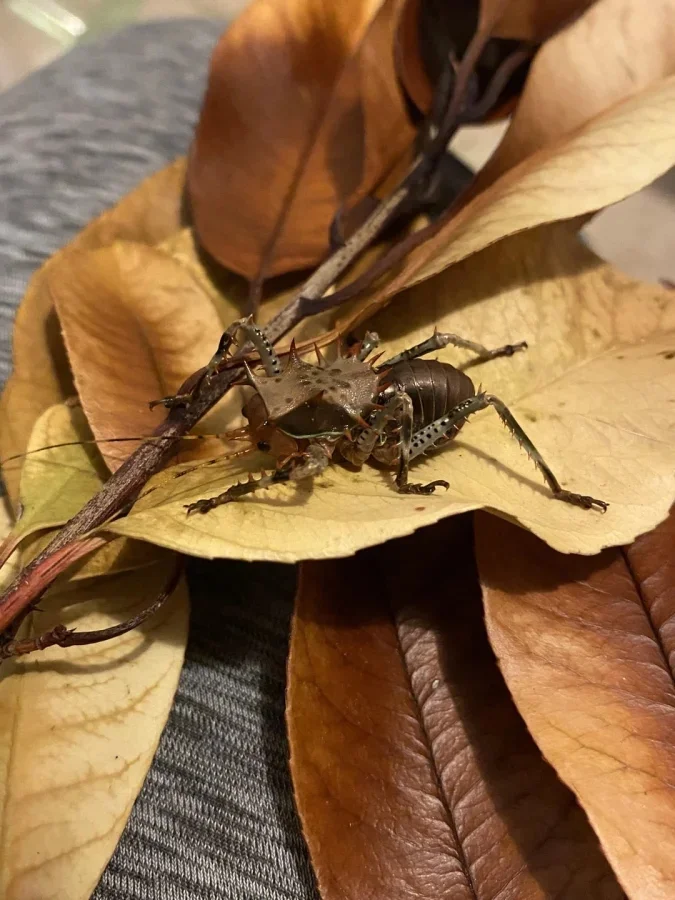 Не бойтесь их взгляда: удивительная красота безобидных насекомых