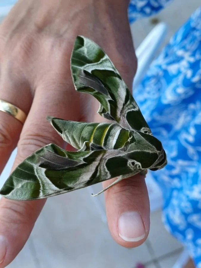 Не бойтесь их взгляда: удивительная красота безобидных насекомых