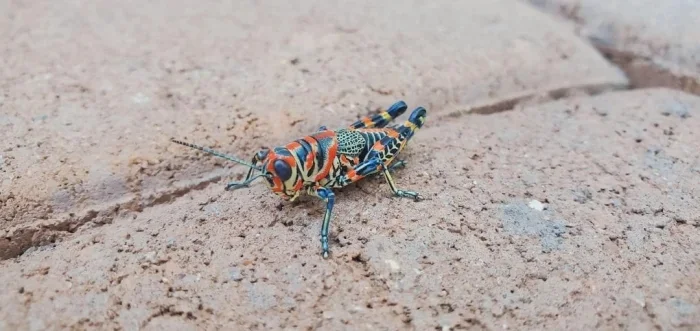 Не бойтесь их взгляда: удивительная красота безобидных насекомых