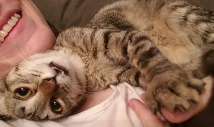 Нежные и заботливые: кошки, которые ломают стереотипы