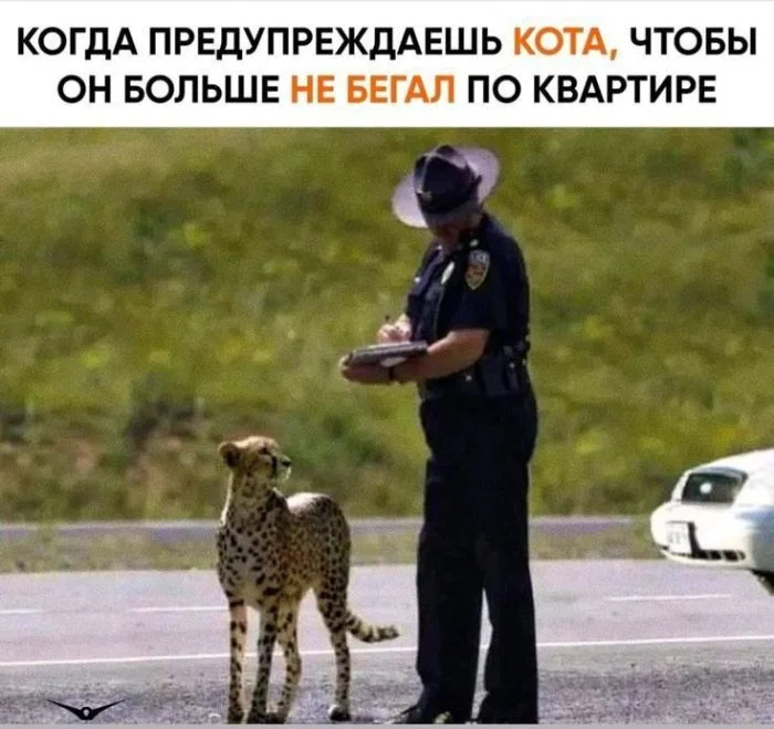 Забавные мемы и картинки для хорошего настроения