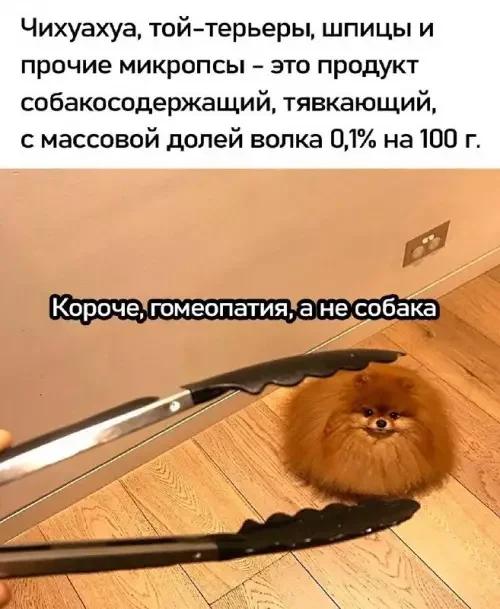 Забавные мемы и картинки для хорошего настроения