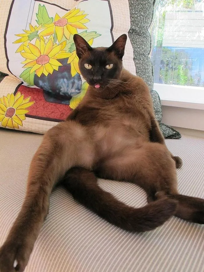 «Я знаю, что я секси»: 20 животных, которые явно пересмотрели глянцевых журналов