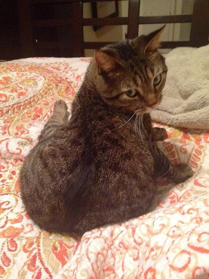 «Я знаю, что я секси»: 20 животных, которые явно пересмотрели глянцевых журналов