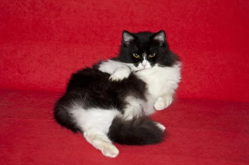 «Я знаю, что я секси»: 20 животных, которые явно пересмотрели глянцевых журналов