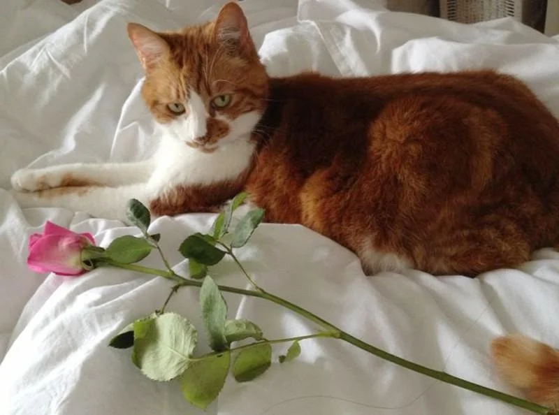 «Я знаю, что я секси»: 20 животных, которые явно пересмотрели глянцевых журналов