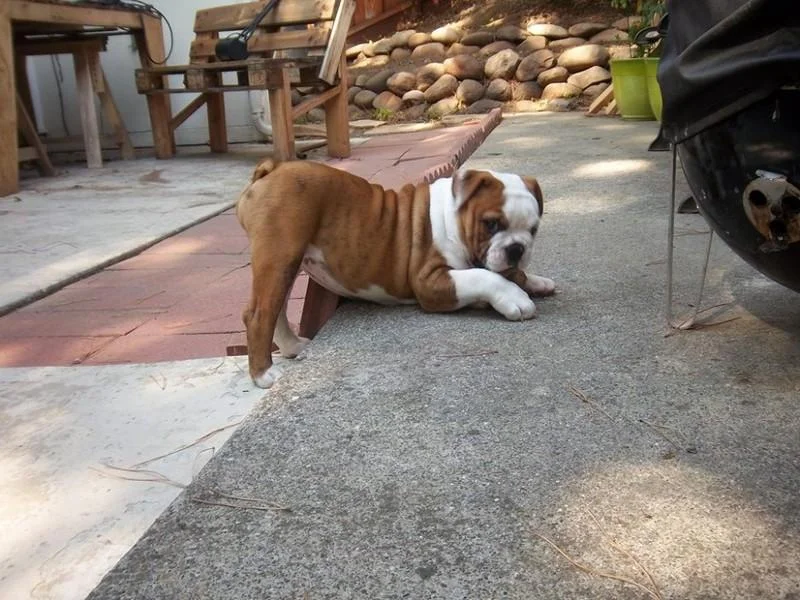 «Я знаю, что я секси»: 20 животных, которые явно пересмотрели глянцевых журналов