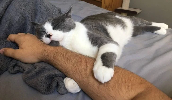 Нежные и заботливые: кошки, которые ломают стереотипы