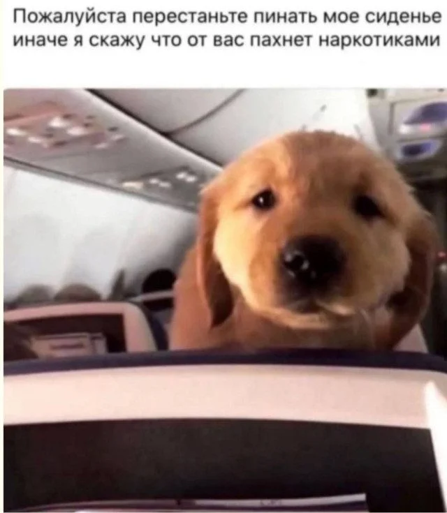 Юмор в чистом виде: подборка забавных картинок