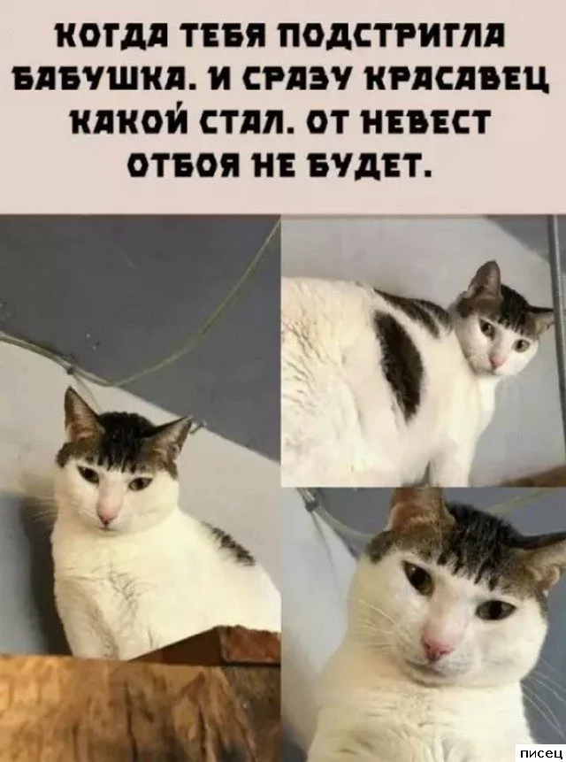 Смешные приколы Писца на тему «Когда»