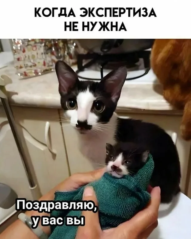 Забавные мемы и картинки для хорошего настроения