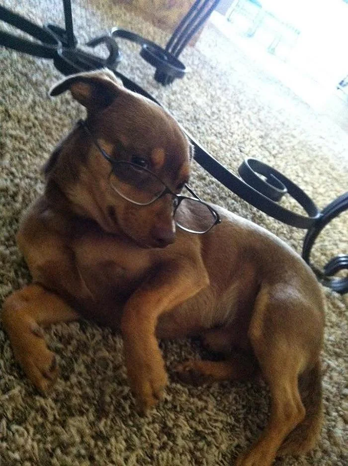 «Я знаю, что я секси»: 20 животных, которые явно пересмотрели глянцевых журналов