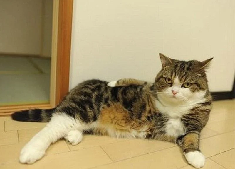 «Я знаю, что я секси»: 20 животных, которые явно пересмотрели глянцевых журналов