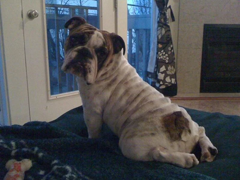 «Я знаю, что я секси»: 20 животных, которые явно пересмотрели глянцевых журналов