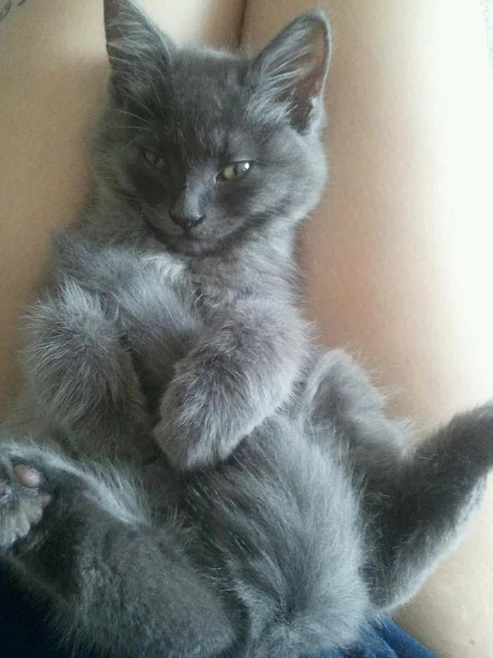 «Я знаю, что я секси»: 20 животных, которые явно пересмотрели глянцевых журналов