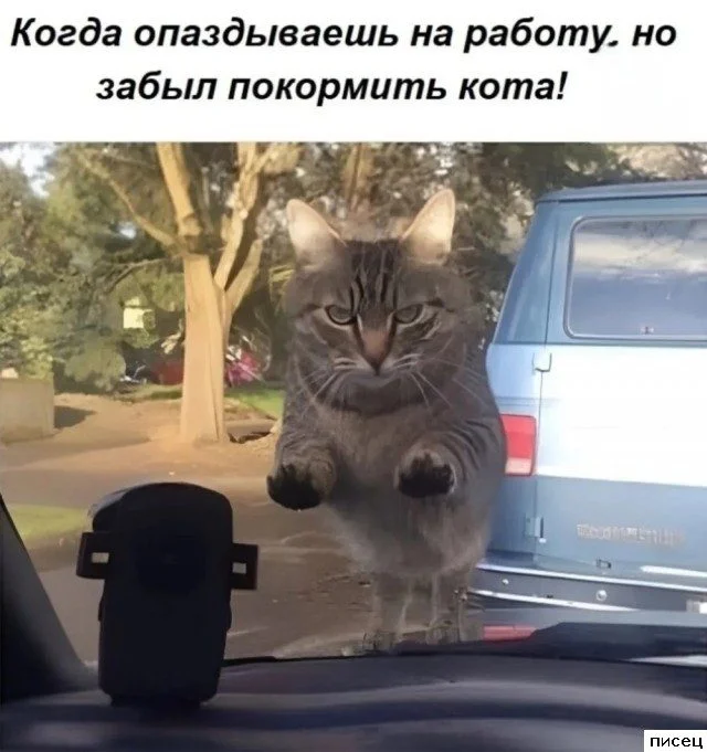 Смешные приколы Писца на тему «Когда»