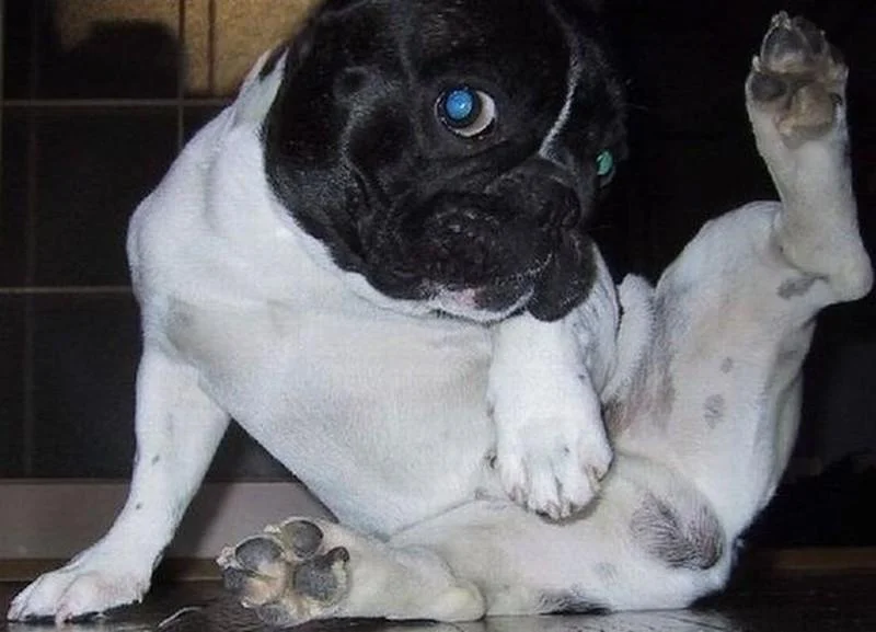 «Я знаю, что я секси»: 20 животных, которые явно пересмотрели глянцевых журналов