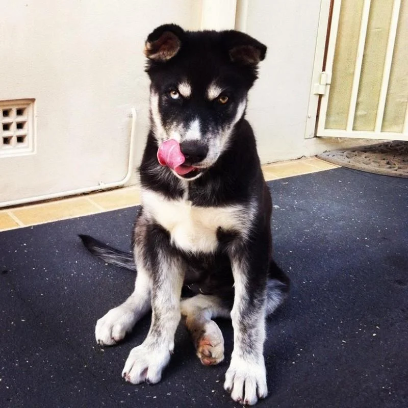 «Я знаю, что я секси»: 20 животных, которые явно пересмотрели глянцевых журналов