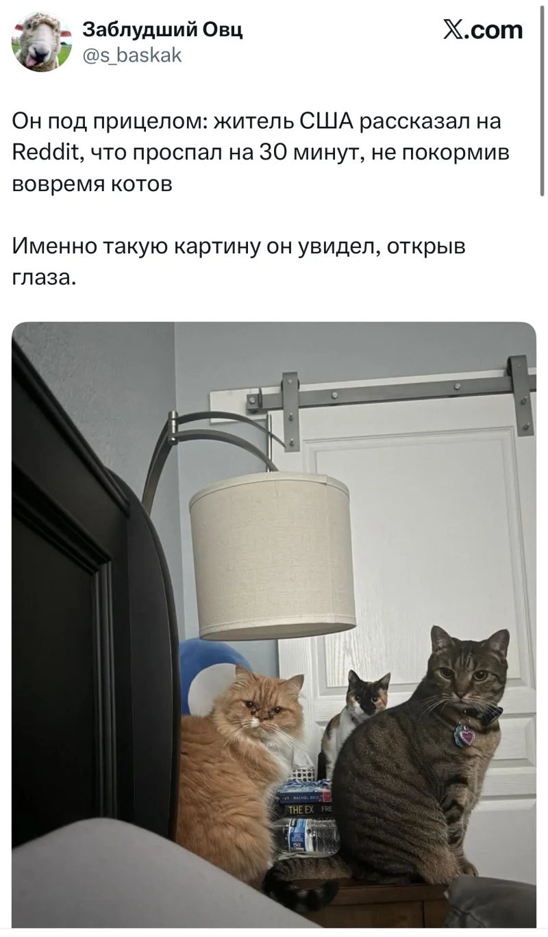 Лучшие шутки дня из X (Twitter): юмор, который не заблокировать