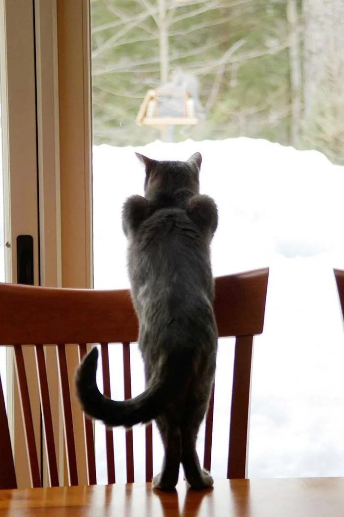 «Я знаю, что я секси»: 20 животных, которые явно пересмотрели глянцевых журналов