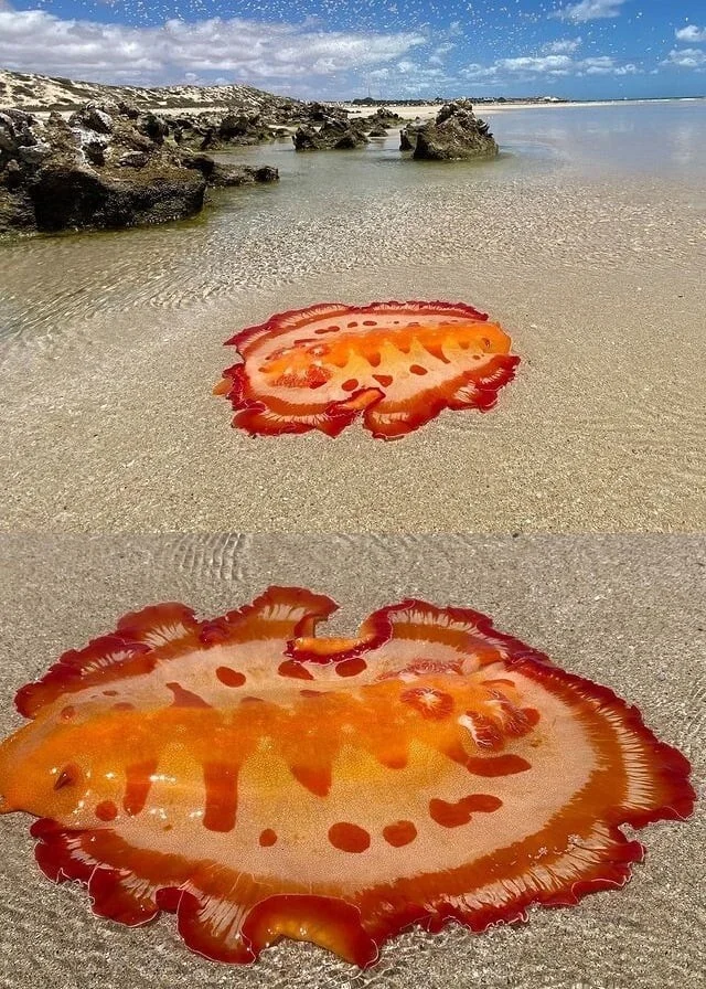 Удивительные и редкие животные мира: фото, которые заставят вас путешествовать