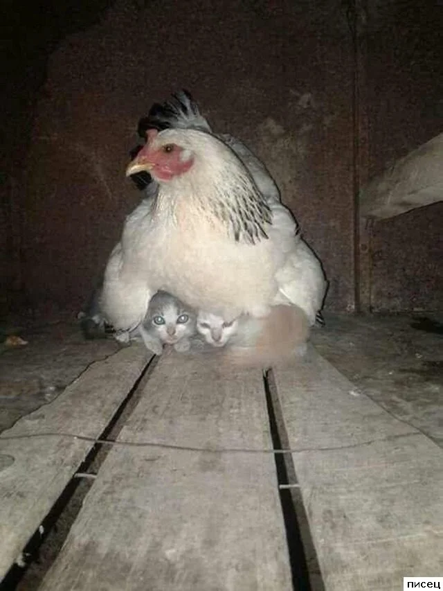 Деревенский юмор: приколы, от которых пахнет навозом и самогоном