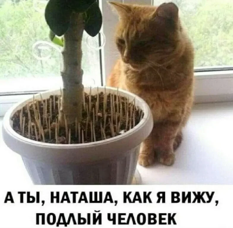 Заряд позитива на среду: картинки для солнечного настроения