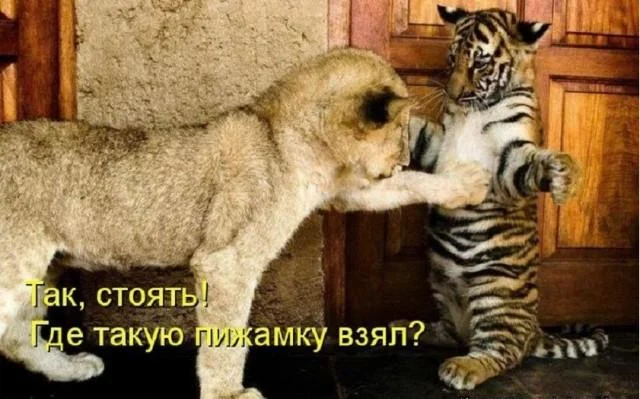 Заряд позитива на среду: картинки для солнечного настроения