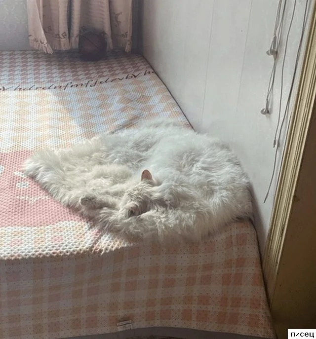 Забавные оптические иллюзии и приколы «Оказалось — показалось» Обман зрения: забавные приколы в стиле «Оказалось — показалось»