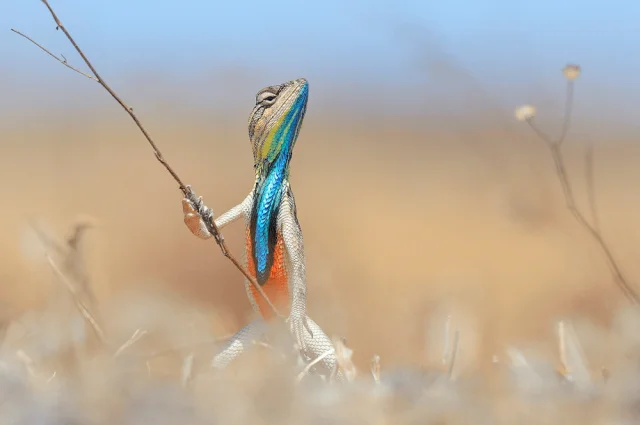 Удивительные и редкие животные мира: фото, которые заставят вас путешествовать