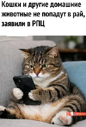 Философия кошачьего бытия: 20 мудрых наблюдений от Олега Батлука